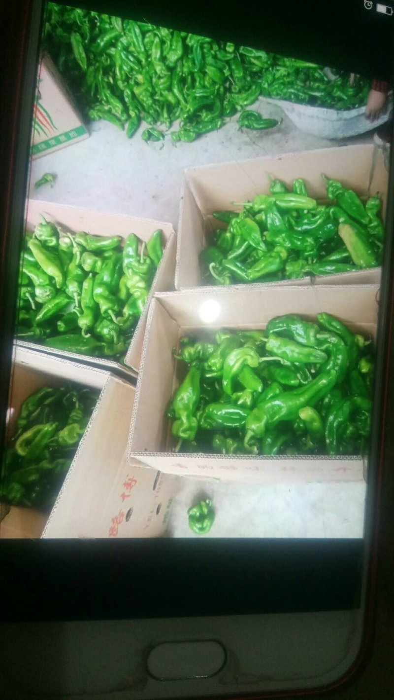 鲜辣椒