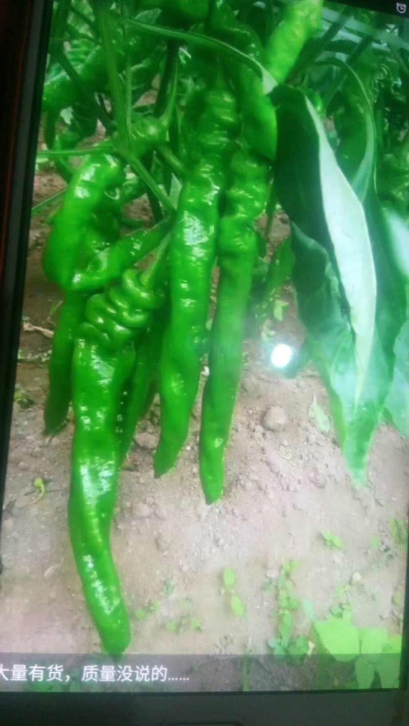 鲜辣椒