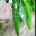 鲜辣椒