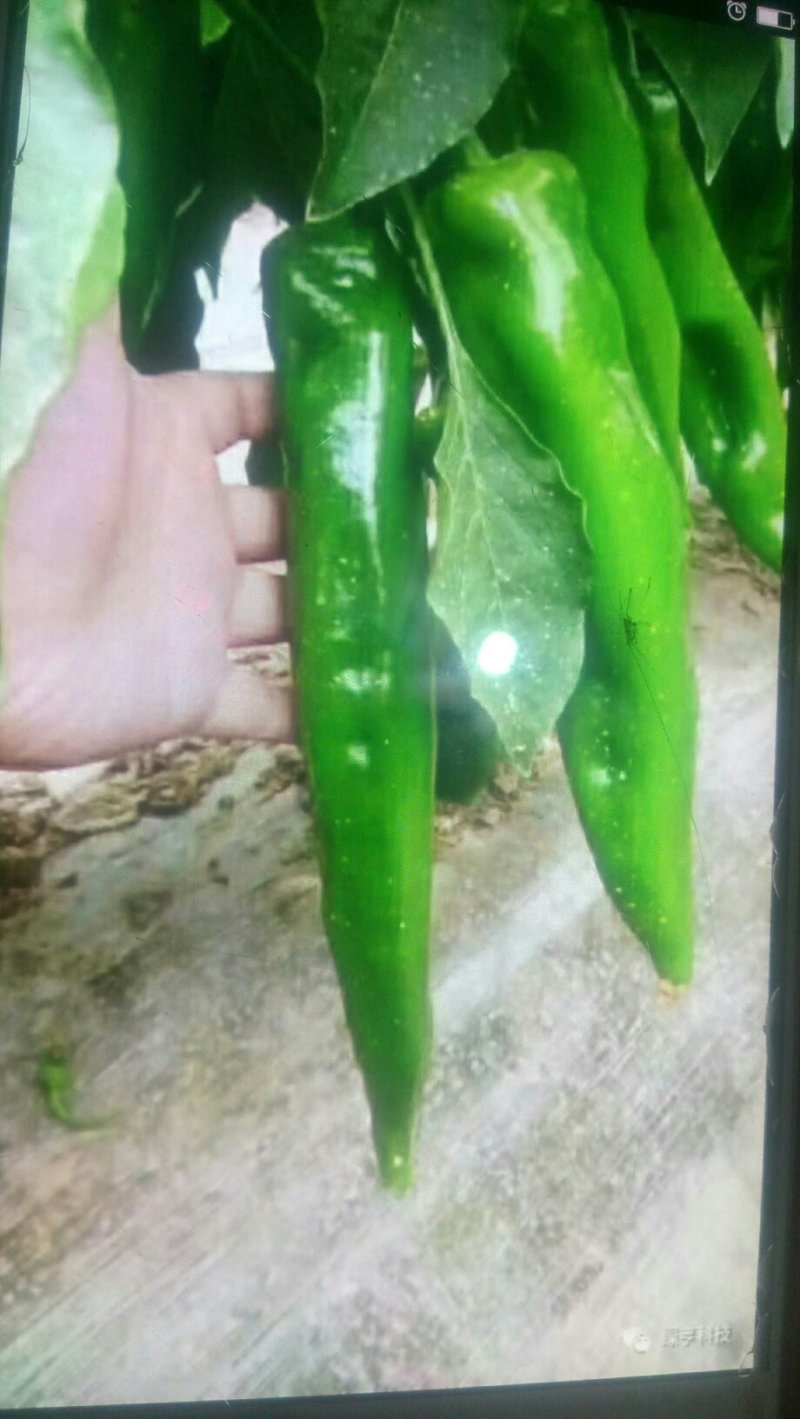 鲜辣椒