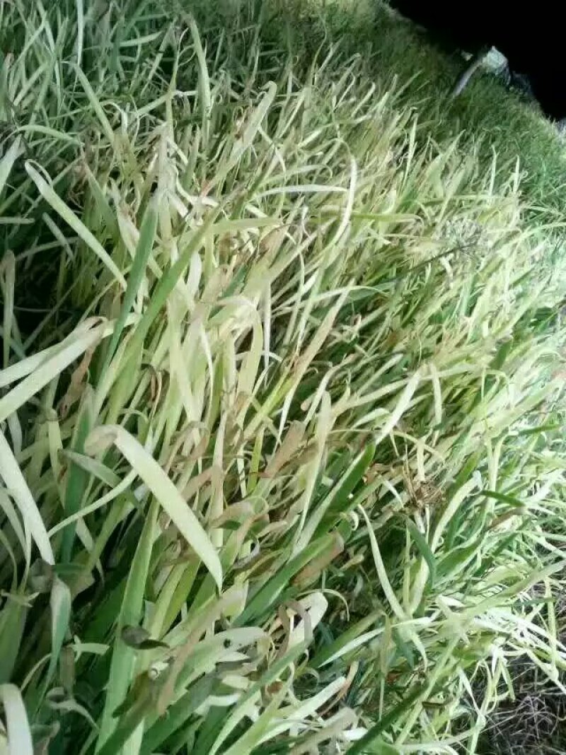 云南韭黄生产基地