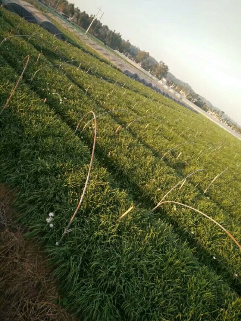 云南韭黄生产基地