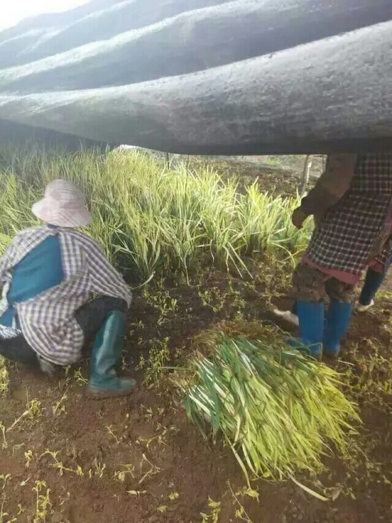 云南韭黄生产基地