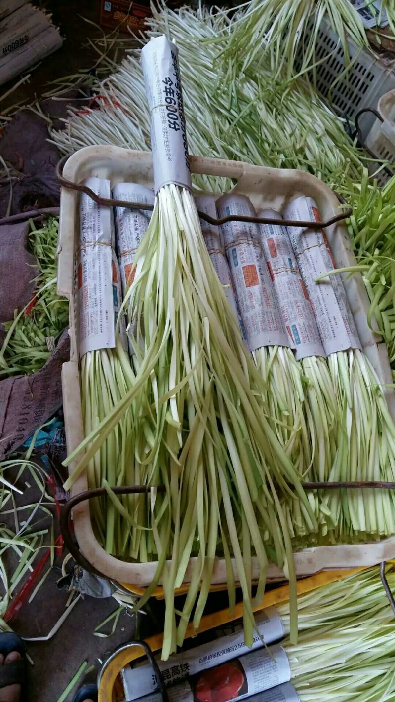 云南韭黄生产基地