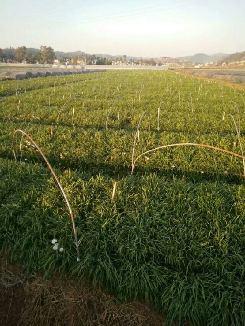 云南韭黄生产基地