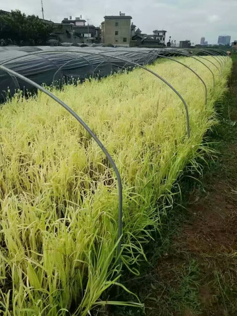 云南韭黄生产基地