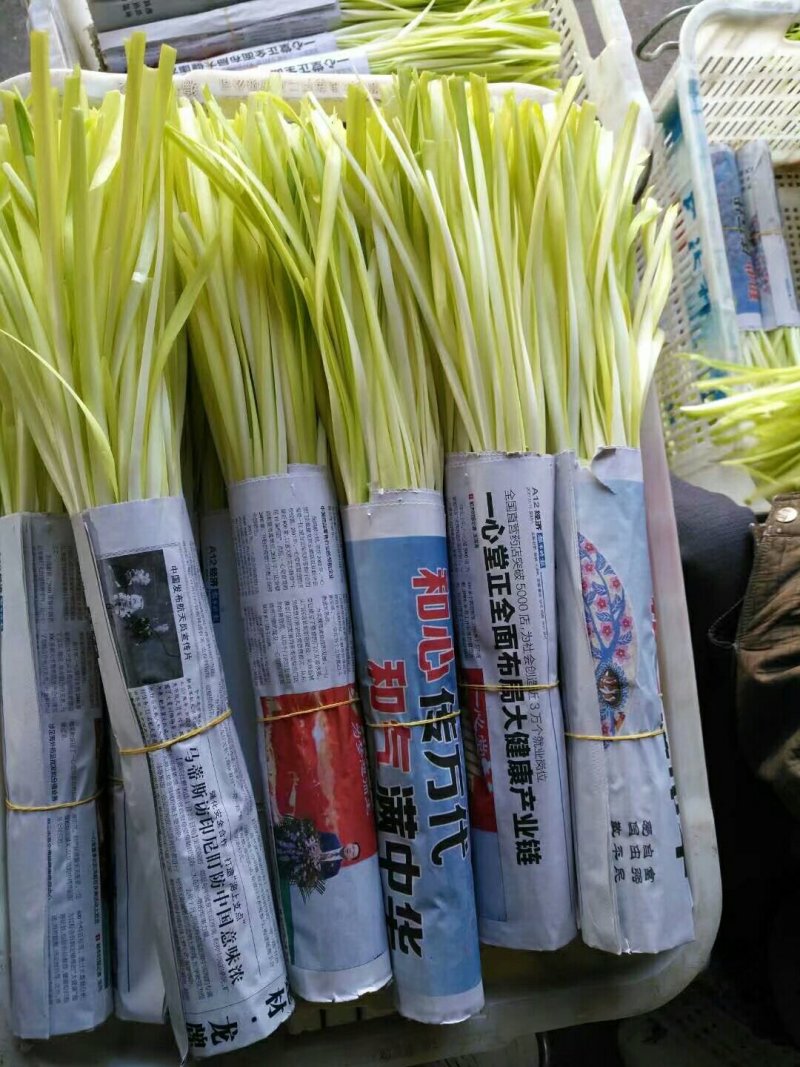 四川精品韭黄