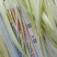 四川精品韭黄