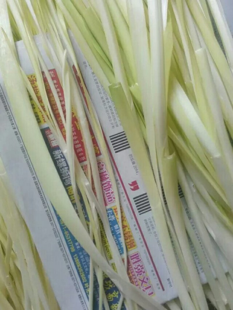 四川精品韭黄