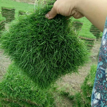 马尼拉草坪