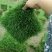 马尼拉草坪