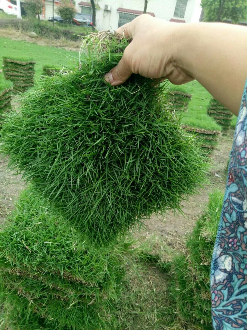 马尼拉草坪