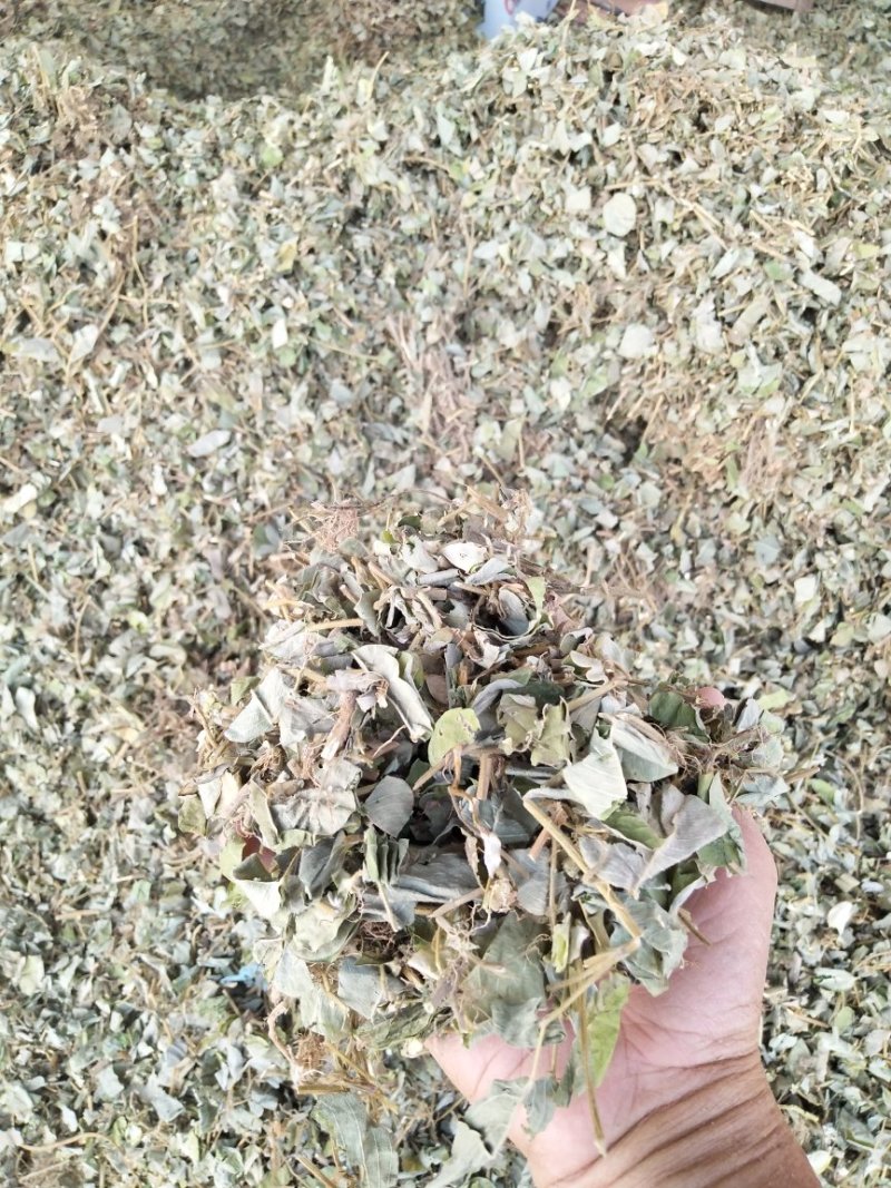 金钱草