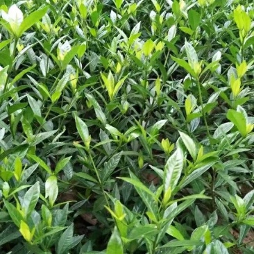 【栀子花苗】小叶栀子花杯苗，栀子花地苗，小叶栀，工程用苗