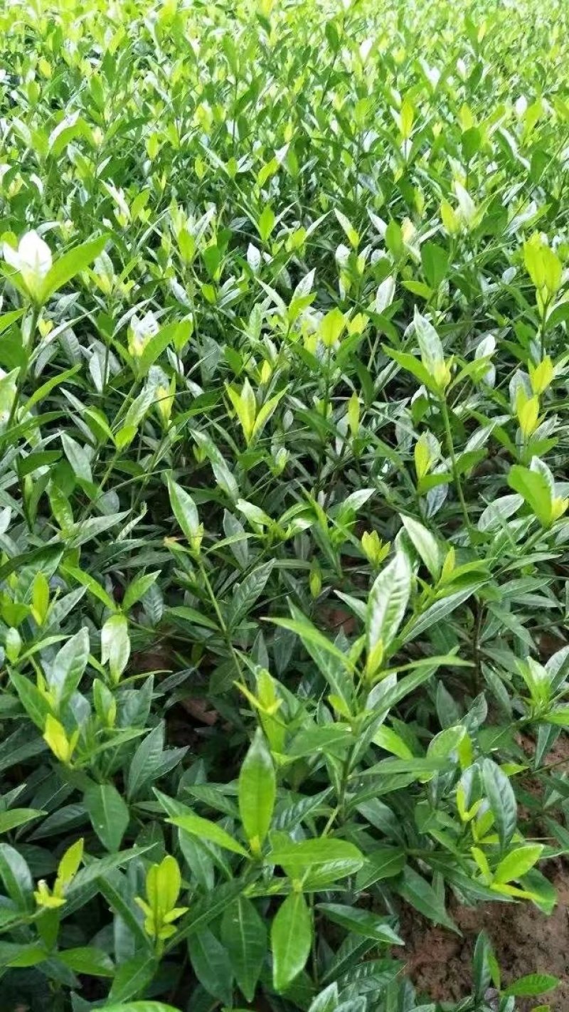 【栀子花苗】小叶栀子花杯苗，栀子花地苗，小叶栀，工程用苗