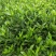 【栀子花苗】小叶栀子花杯苗，栀子花地苗，小叶栀，工程用苗