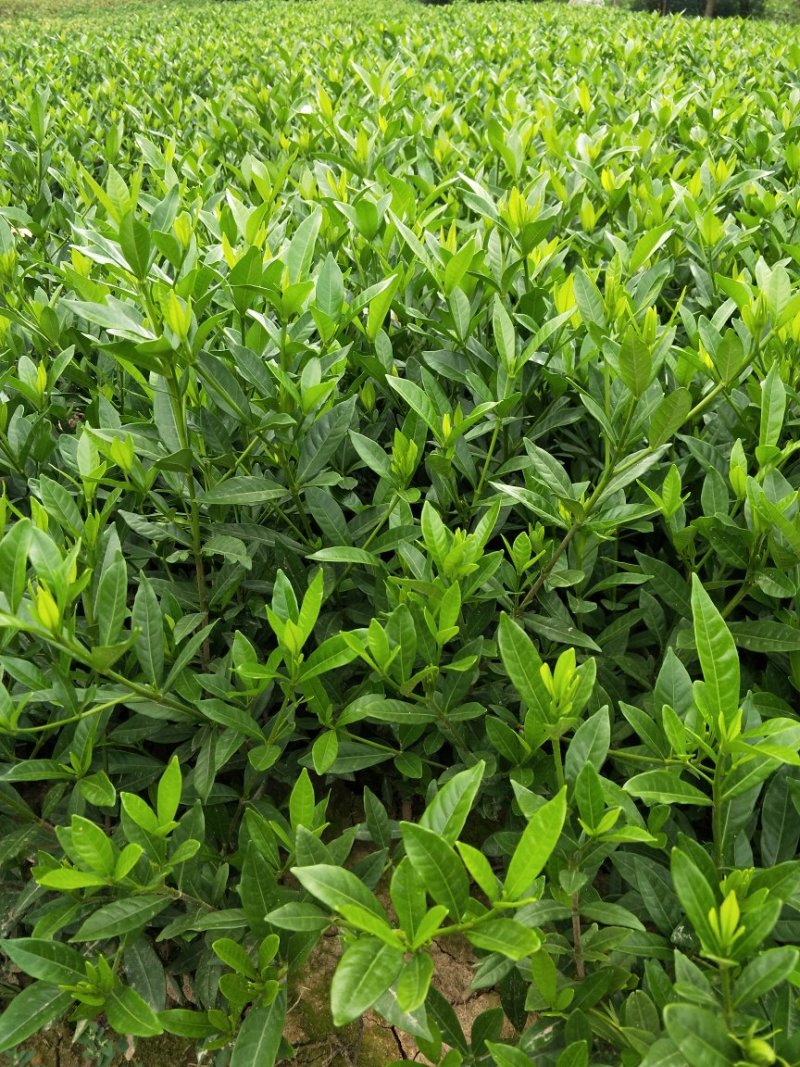【栀子花苗】小叶栀子花杯苗，栀子花地苗，小叶栀，工程用苗