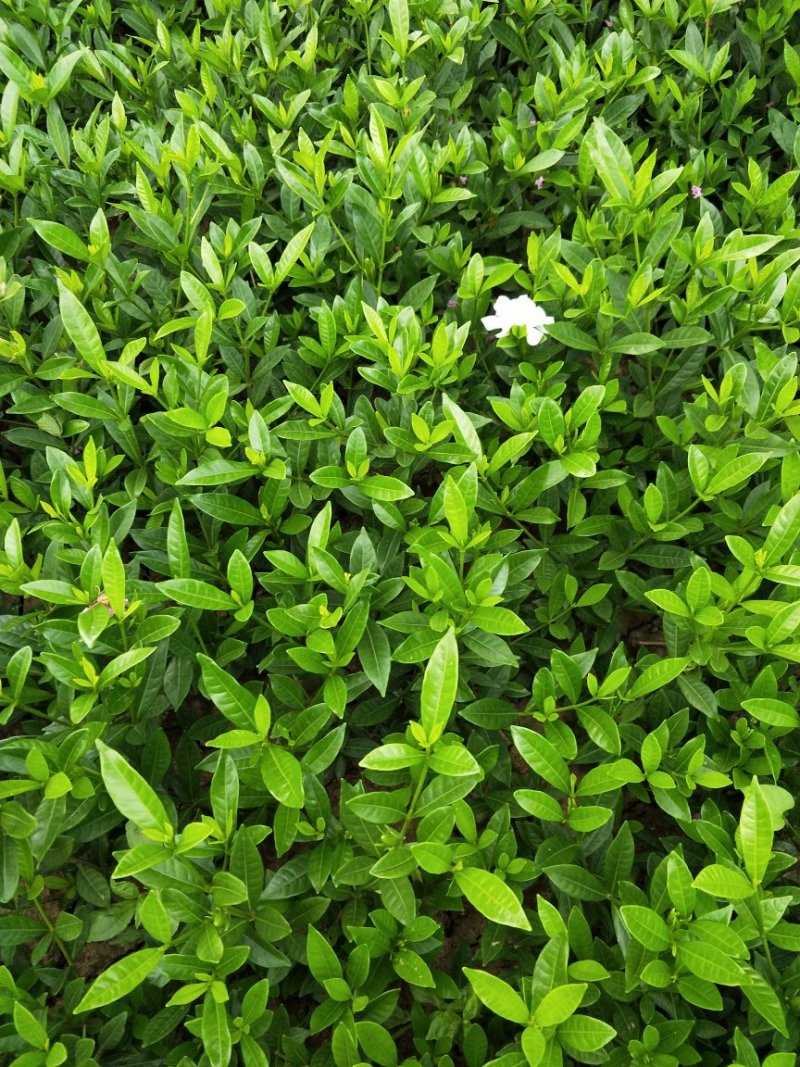 【栀子花苗】小叶栀子花杯苗，栀子花地苗，小叶栀，工程用苗