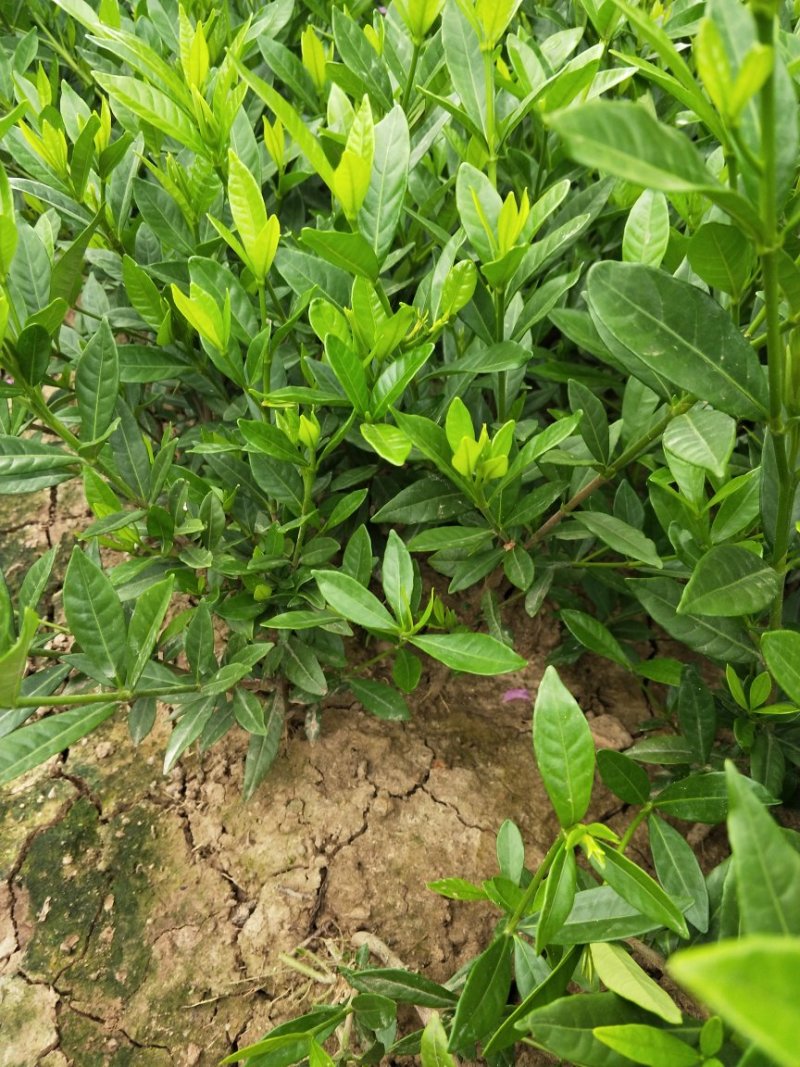 【栀子花苗】小叶栀子花杯苗，栀子花地苗，小叶栀，工程用苗