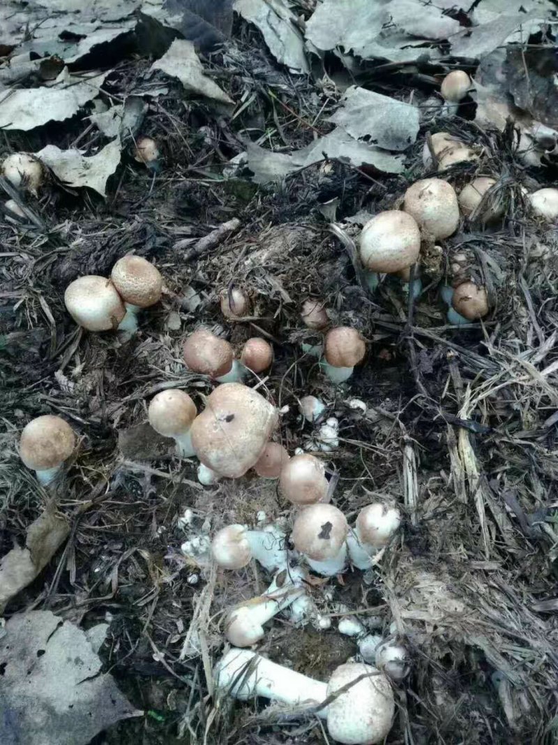 蘑菇，鲜蘑菇，姬松茸，巴西蘑菇，鲜货，一件代发，