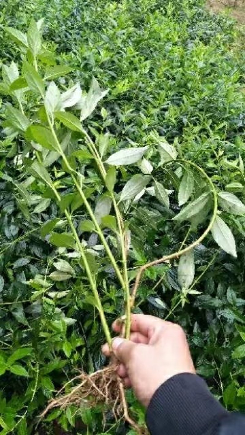 【连翘苗】药连翘，连翘，连翘花，连翘苗