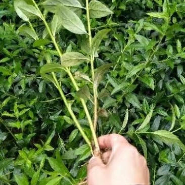 【连翘苗】药连翘，连翘，连翘花，连翘苗