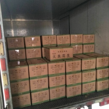 大良一号花生芽种子，花生种子