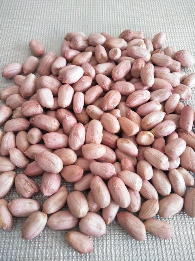 大良一号花生芽种子，花生种子