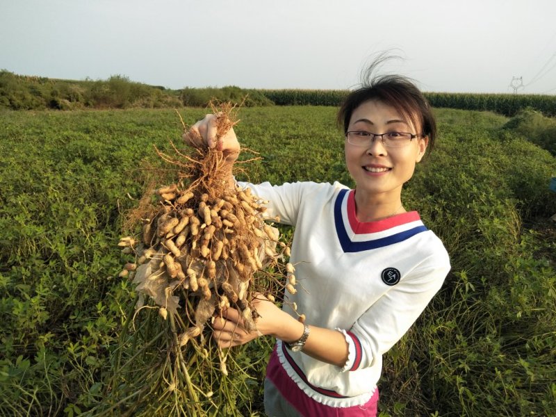 大良一号花生芽种子，花生种子