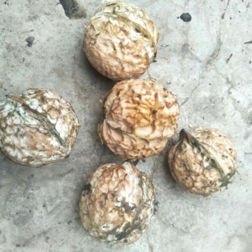 凤庆脆皮原生态核桃没有漂白没清洗