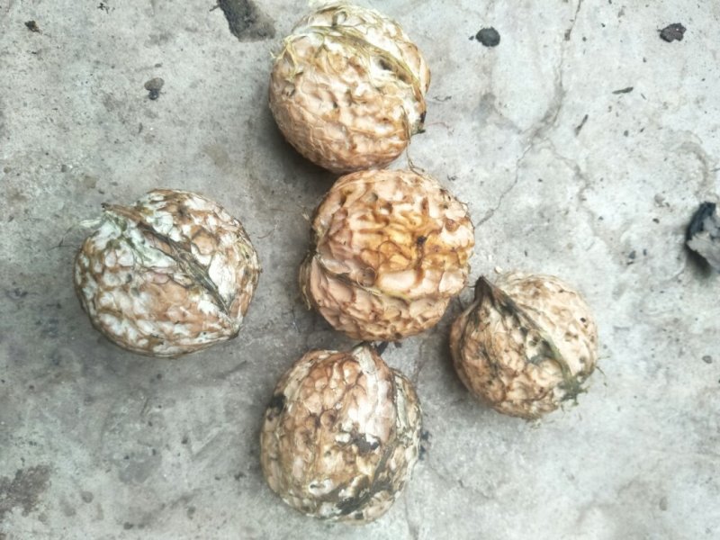 凤庆脆皮原生态核桃没有漂白没清洗