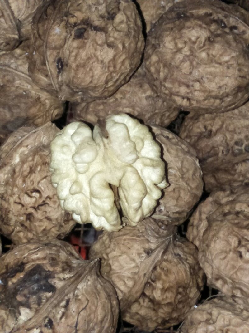 凤庆脆皮原生态核桃没有漂白没清洗