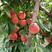 红不软，红九三，南非大红，锦绣黄桃，产量易成活，死苗补发
