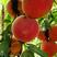 红不软，红九三，南非大红，锦绣黄桃，产量易成活，死苗补发