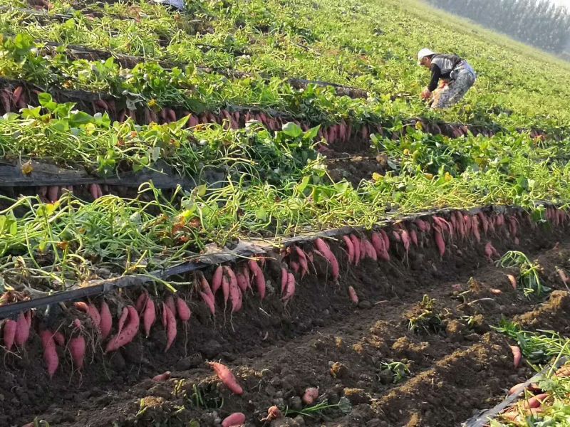 红薯地瓜颗粒粉
