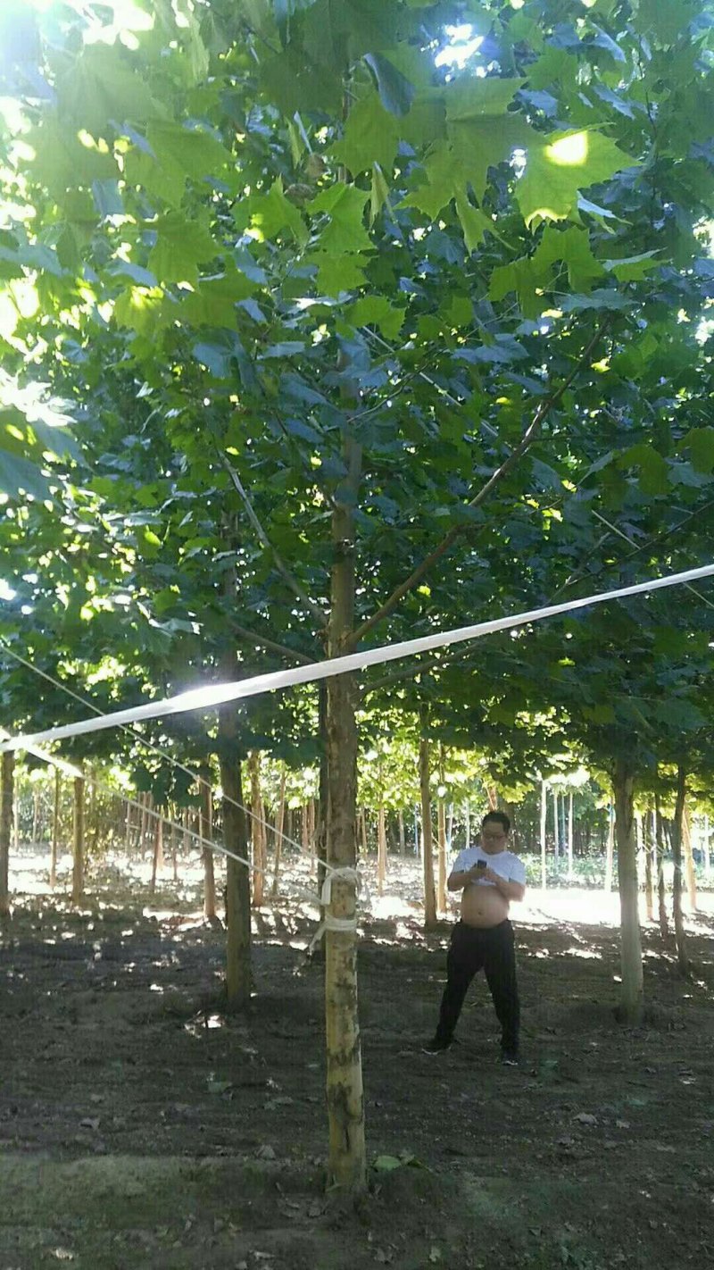 法桐15公分左右一级树保质量保数量保信誉
