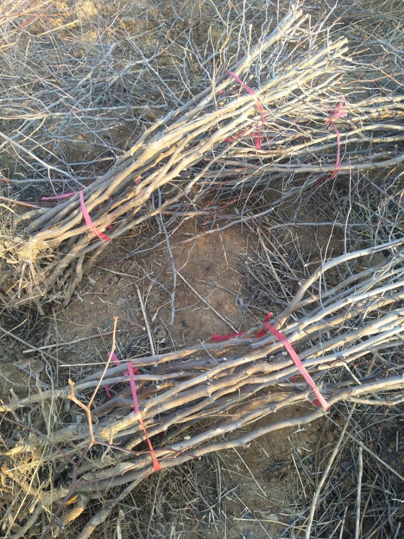冬枣树苗，山西枣树苗2cm以下4~6cm，占地枣树