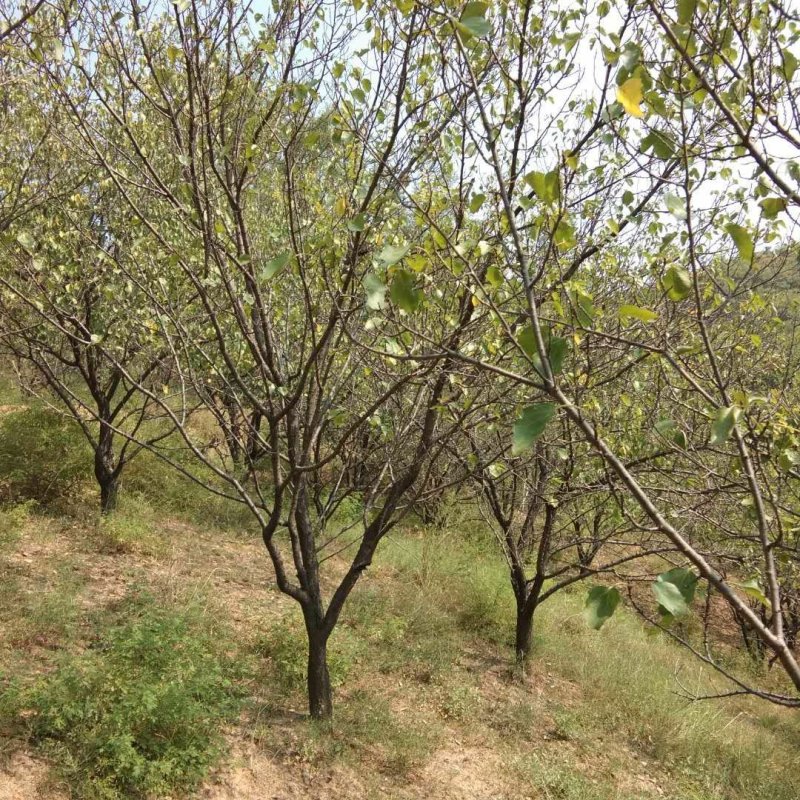 精品杏树，杏树苗，金太阳杏树苗，凯特杏树苗，占地杏树