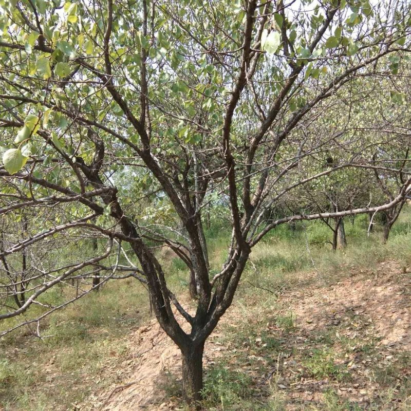 精品杏树，杏树苗，金太阳杏树苗，凯特杏树苗，占地杏树