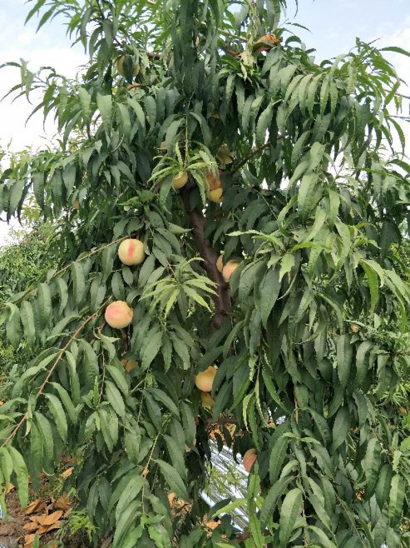 映霜红金秋蜜现已大量市，量大品质佳口感脆甜，欢迎采购！