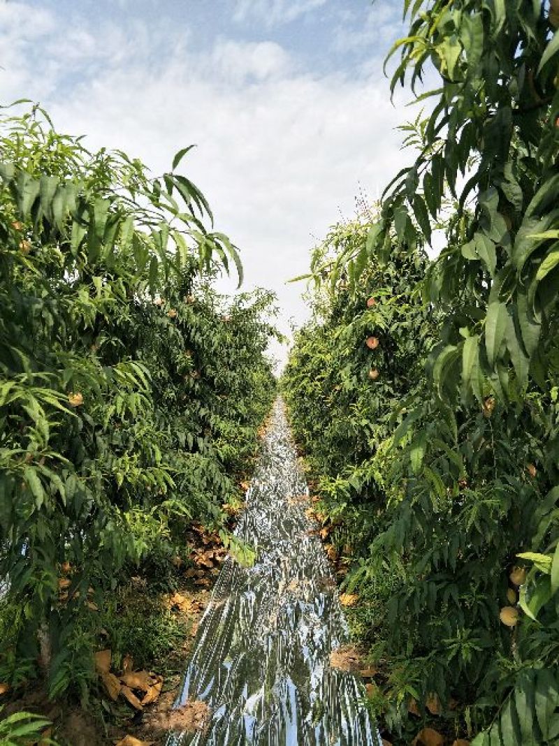 映霜红金秋蜜现已大量市，量大品质佳口感脆甜，欢迎采购！