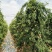 映霜红金秋蜜现已大量市，量大品质佳口感脆甜，欢迎采购！