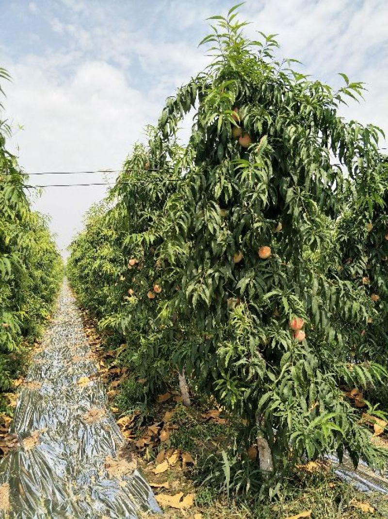 映霜红金秋蜜现已大量市，量大品质佳口感脆甜，欢迎采购！