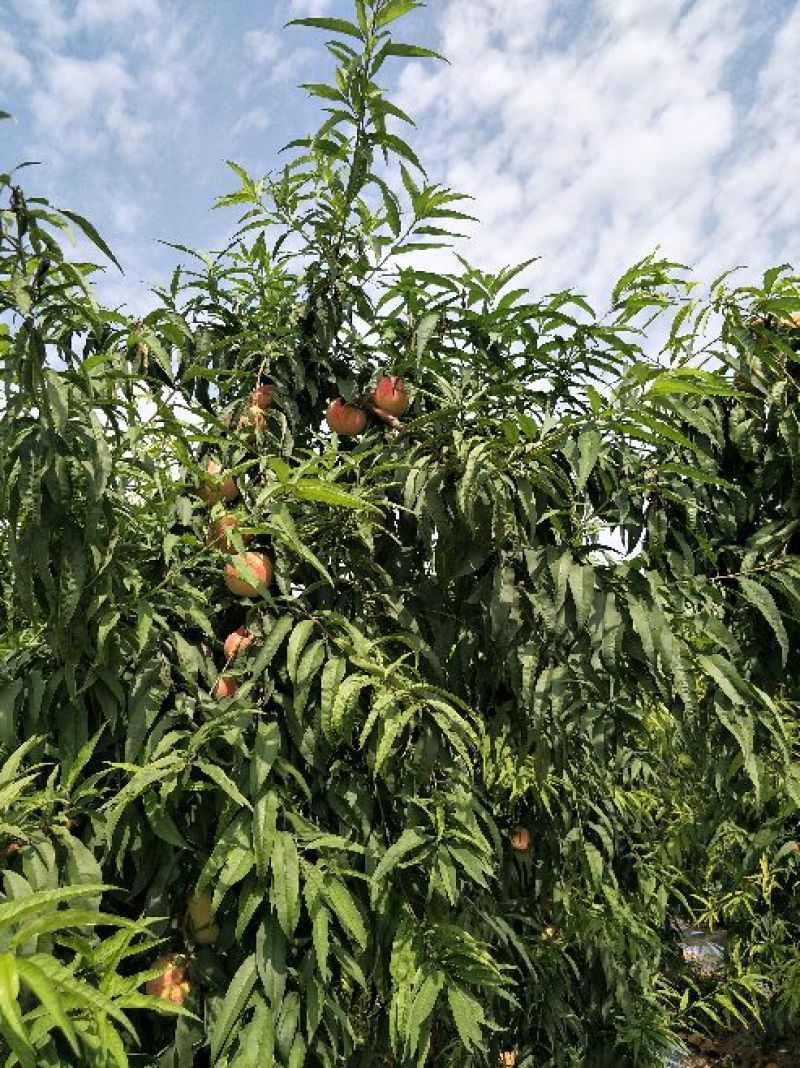 映霜红金秋蜜现已大量市，量大品质佳口感脆甜，欢迎采购！