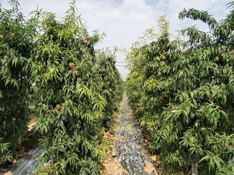 映霜红金秋蜜现已大量市，量大品质佳口感脆甜，欢迎采购！
