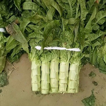 红尖叶莴苣