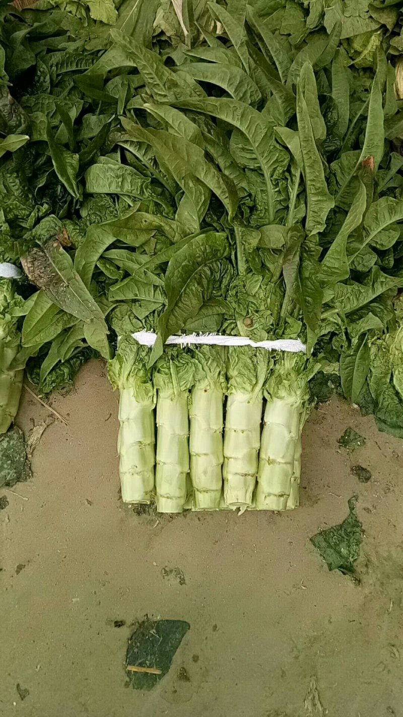 红尖叶莴苣