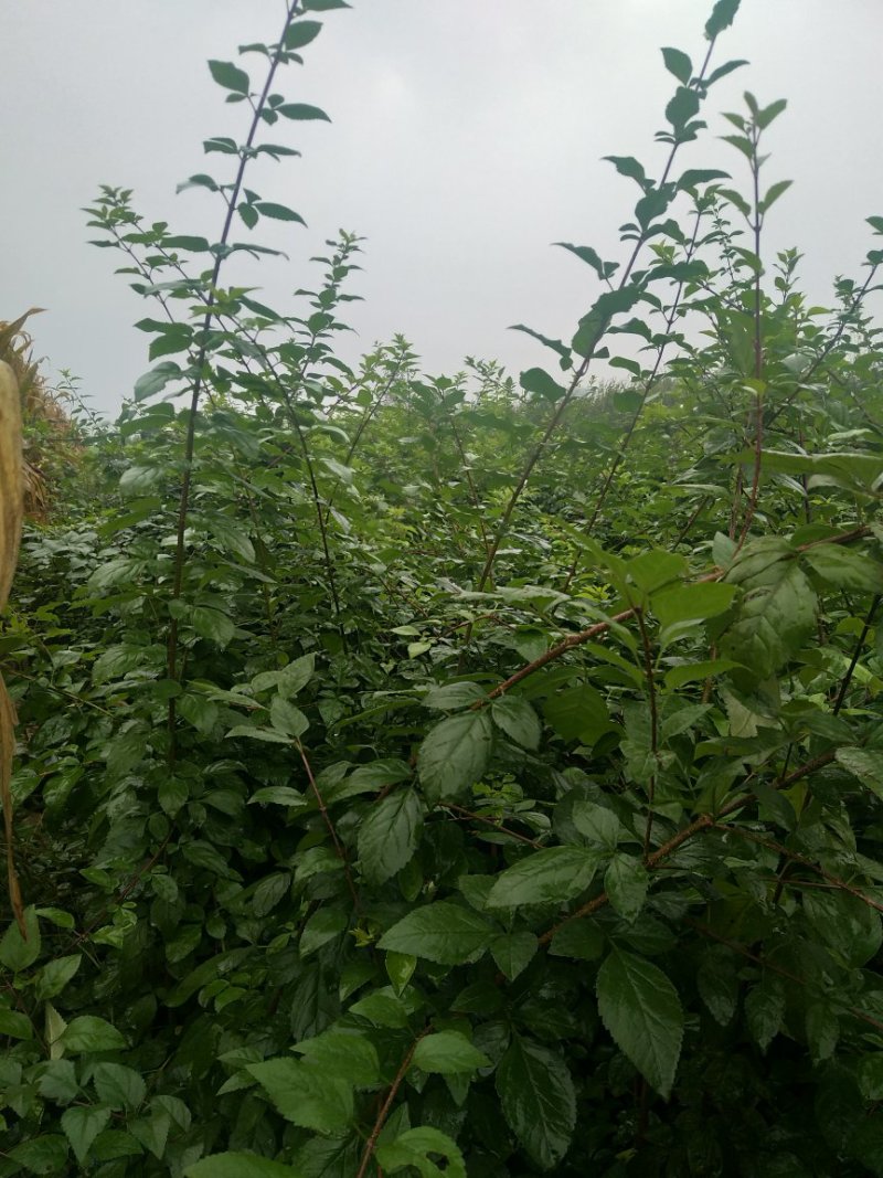 药用连翘苗，山西药用杯苗连翘苗，1-5年生连翘苗