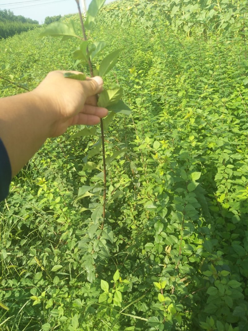 药用连翘苗，山西药用杯苗连翘苗，1-5年生连翘苗