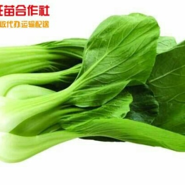 青梗菜